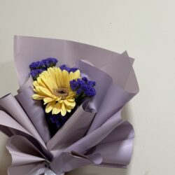 Gerbera